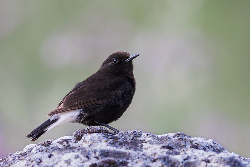 Oenanthe leucura | Black Wheatear | svart stenskvätta
