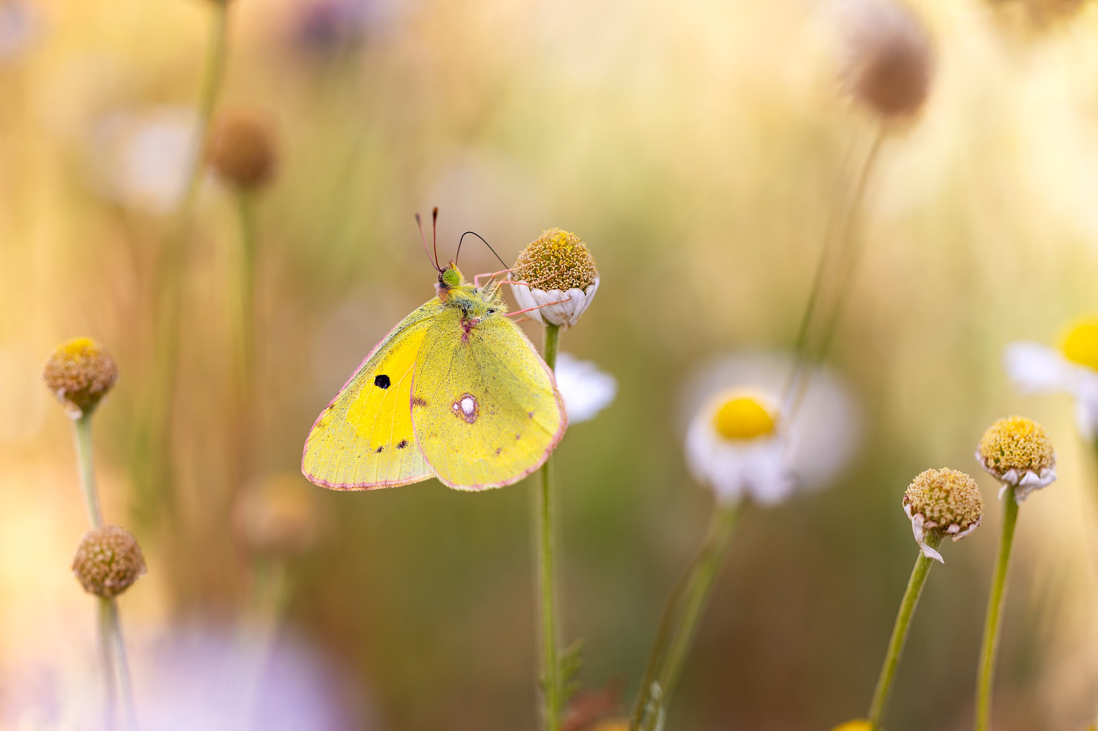Colias crocea | rödgul höfjäril | Clouded Yellow