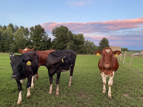 Cows at Sunset by dlv1, 