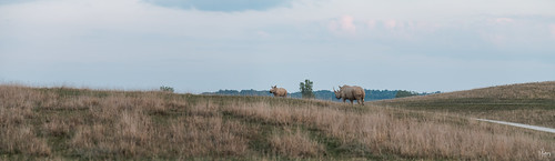 The Wilds: Southern White Rhino and her Calf. by rollsrace, Photo taken at The Wilds during the Wildside Sunset Tour. Hard to believe this is Ohio!

Near extinc
