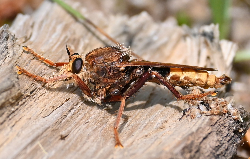 Hornissen-Raubfliege (Asilus crabroniformis) (3) | Hornissen… | Flickr