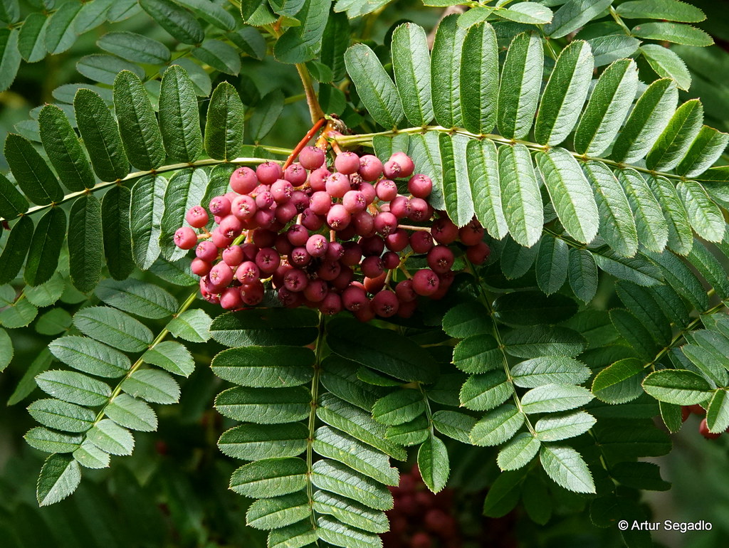Eberesche mit recht dunklen Früchten | Eberesche (Sorbus auc… | Flickr