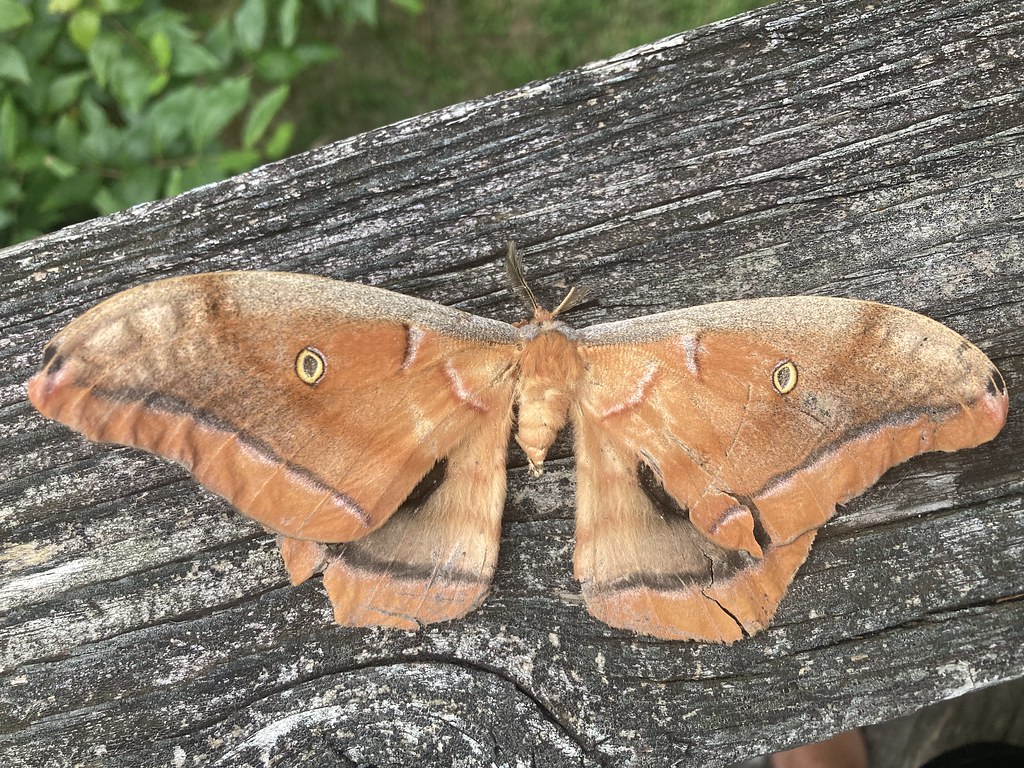 big moth