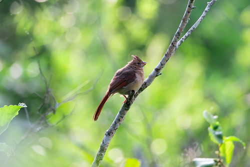 Juvenile Northern Cardinal | by ilikeloons