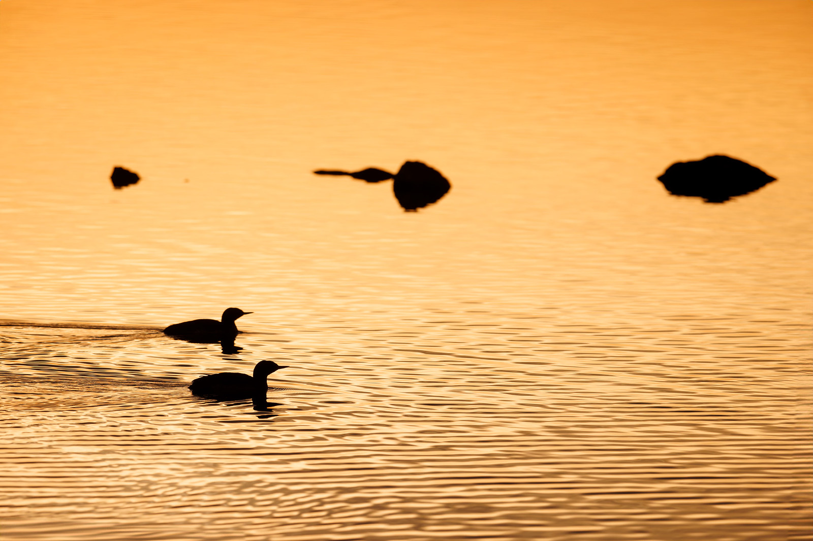 Gavia stellata | Red-throated Loon | smålom