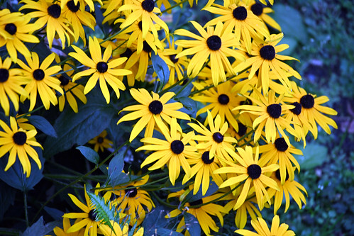 Black-eyed susan by D70, 253/366
View from my balcony,

Garden Village, Burnaby, British Columbia, Canada.
 
Rudbeckia hirta,