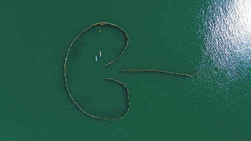 Kayakers exploring a herring weir at Whale Cove on Grand Manan Island, New Brunswick, herringweir barrageàharengs kayak kayaking whalecove grandmananisland lîlegrandmanan newbrunswick nouveaubrunswick bayoffundy baiedefundy summer été dronecapture dronephotography birdseyeview vueàvoldoiseau photographiepardrone djimini3 fishing peche canada aerial