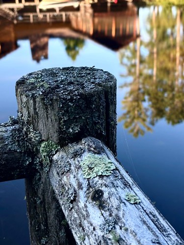 Title: Find the Frog
