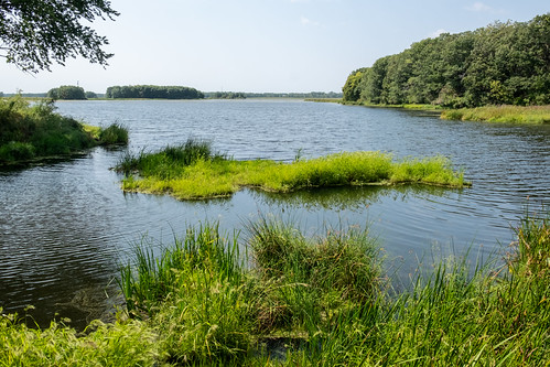 "I saw a little patch of wetland in a reservoir," I reported when I got home. by Tim Kiser, "Don't believe me? Look at this!"
-----------------------
In Lent Township, Minnesota, o