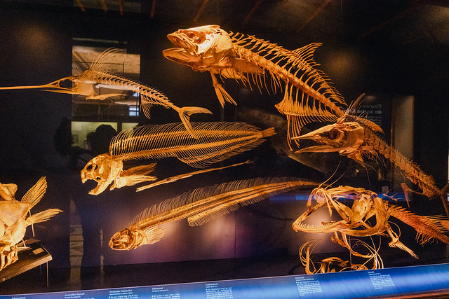 Fish Fossil Display at Vienna Museum
