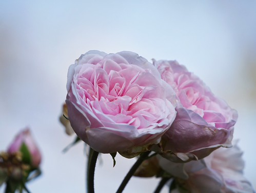 die letzten Rosen | by lomix-logo