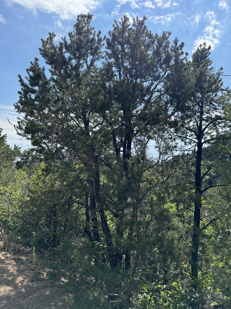 Old Crest Trail