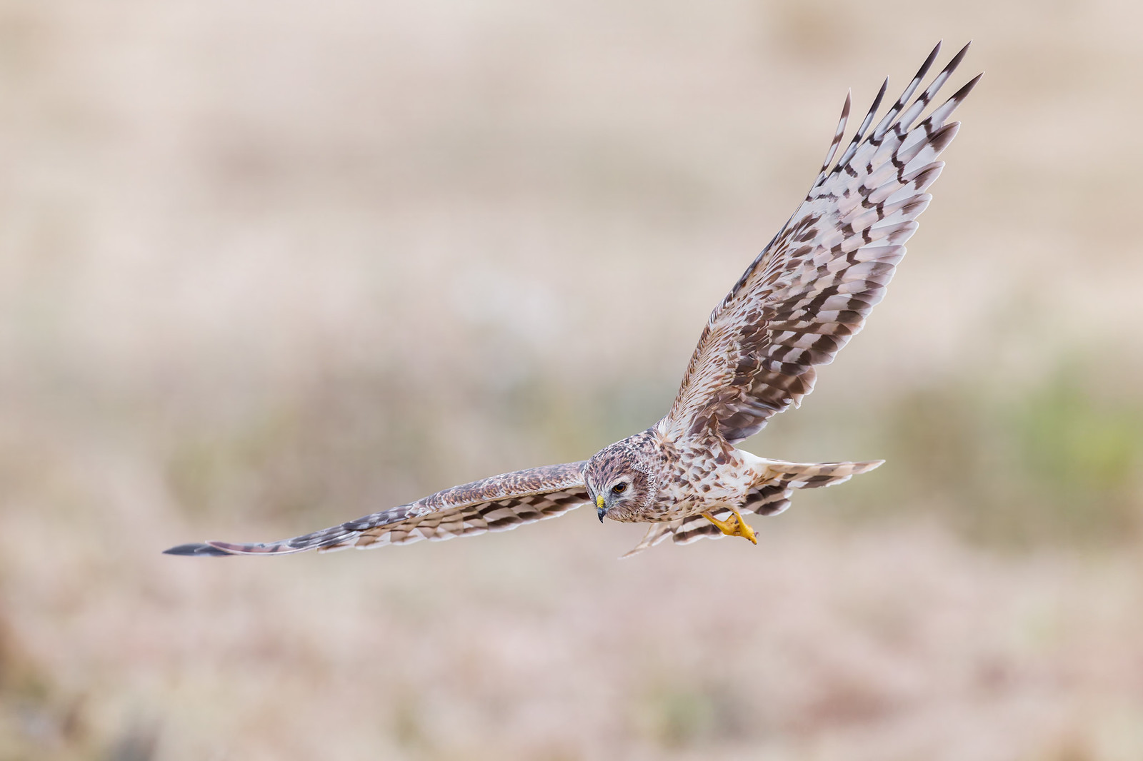 Circus cyaneus | Hen Harrier | blå kärrhök