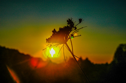 sunset by カーチスルーク, northcarolina flowers sunset unitedstates marshall 花 millridgeroad