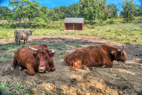 Resting | by JMS2