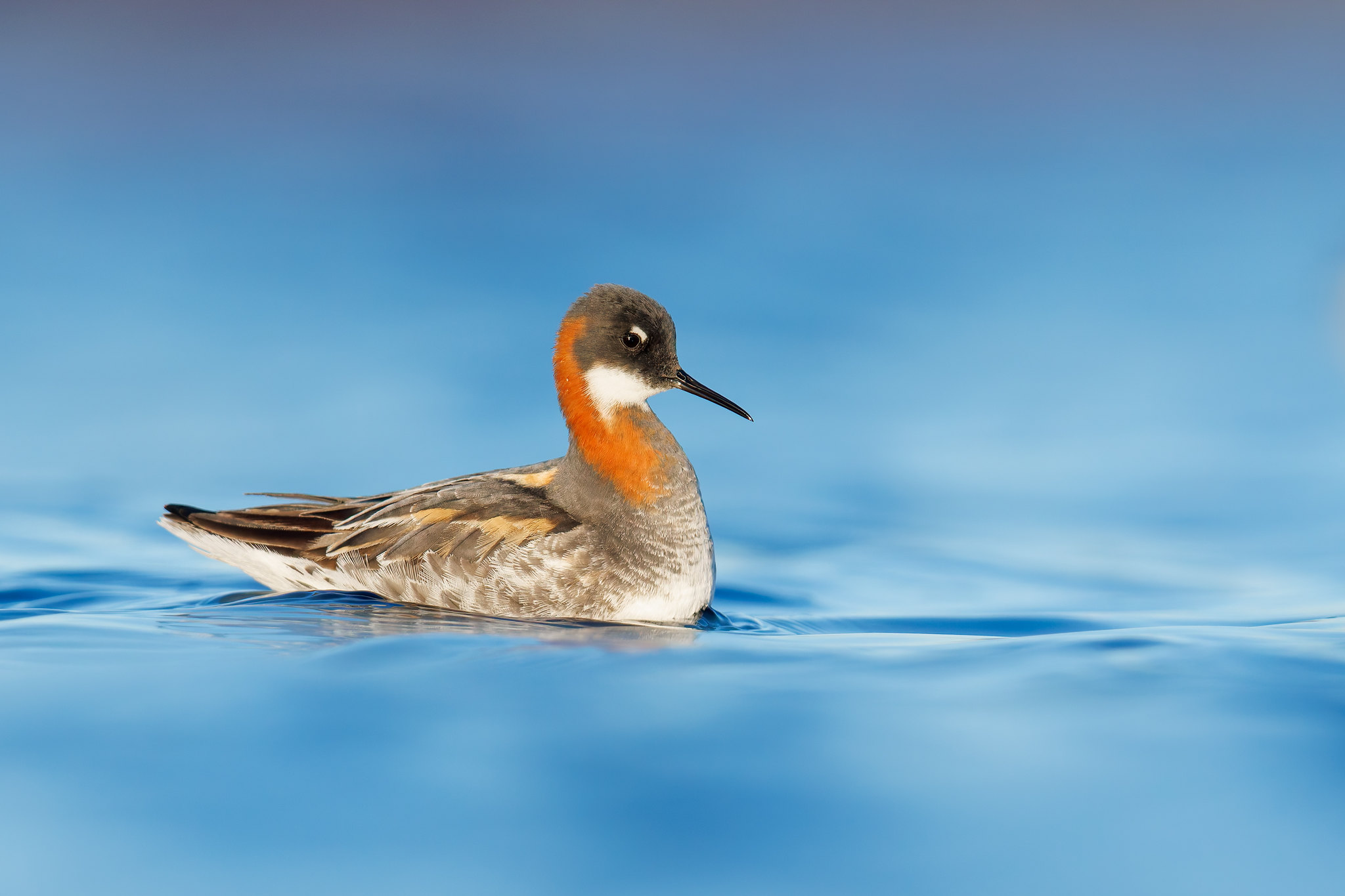 Phalaropus lobatus | Red-necked Phalarope | smalnäbbad simsnäppa