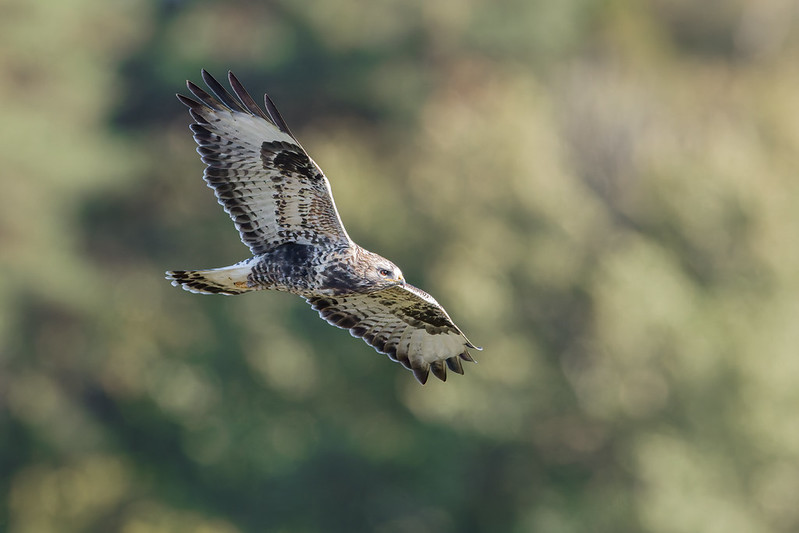 Buteo lagopus | Rough-legged Buzzard | fjällvråk