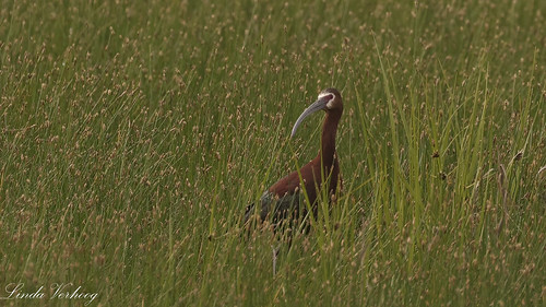 white faced ibis | by lindaverhoog
