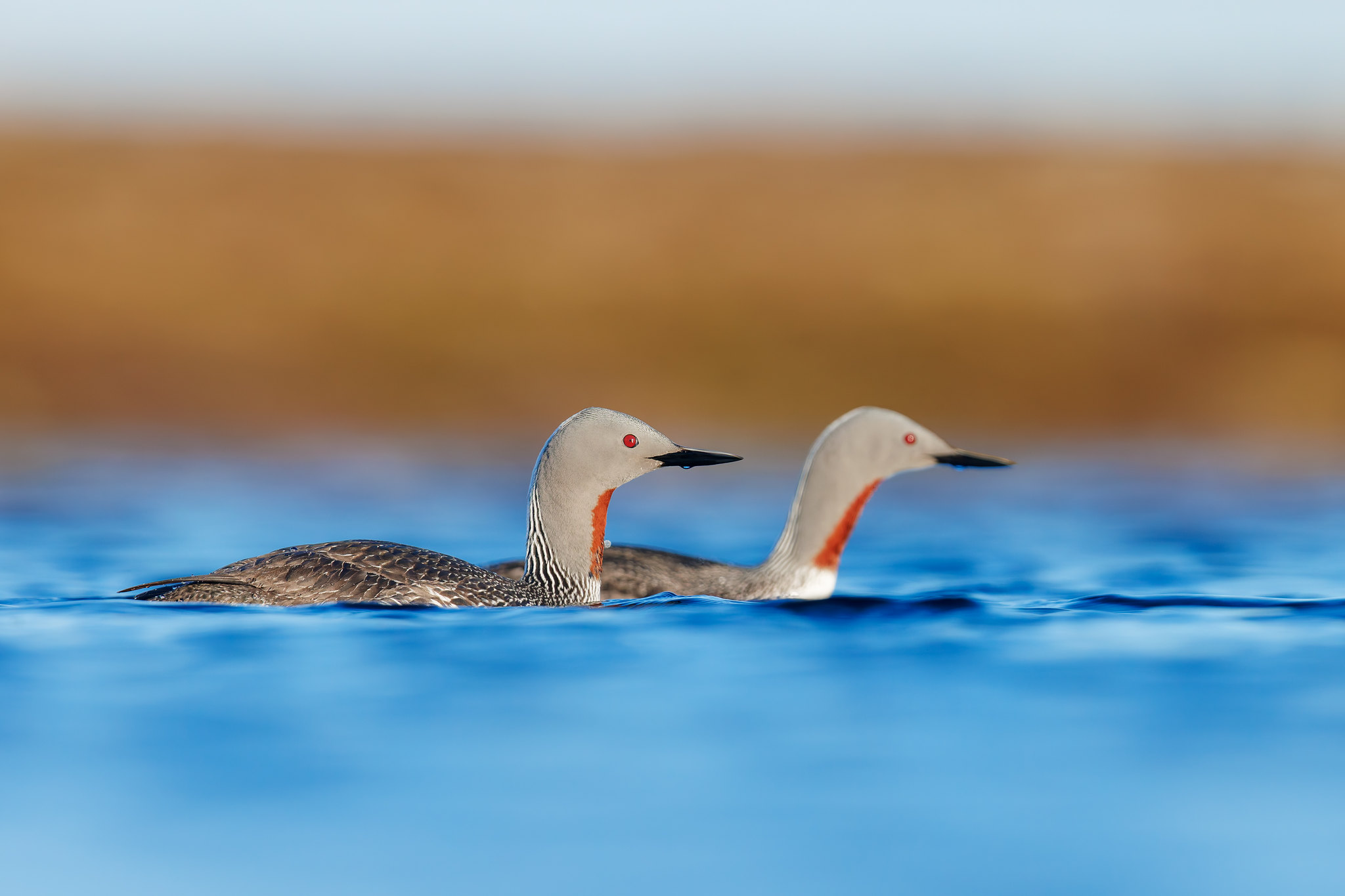 Gavia stellata | Red-throated Loon | smålom