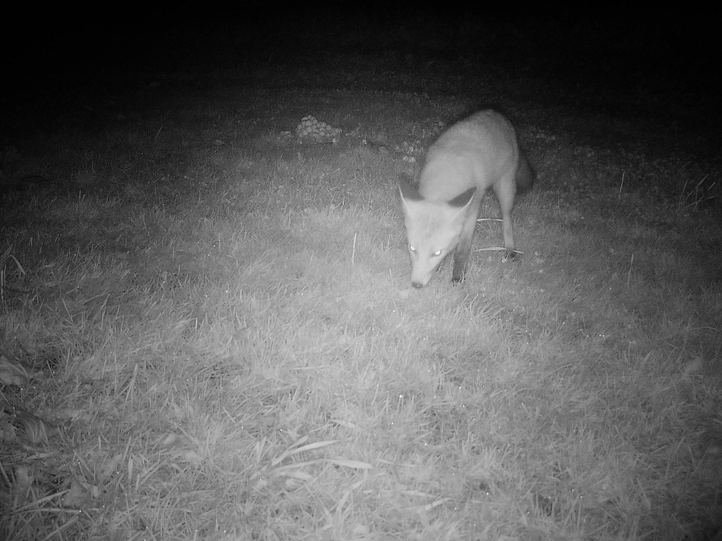 October Fox October fox | www.flickr.com/groups/trailgame/ www.flickr.co… | Flickr