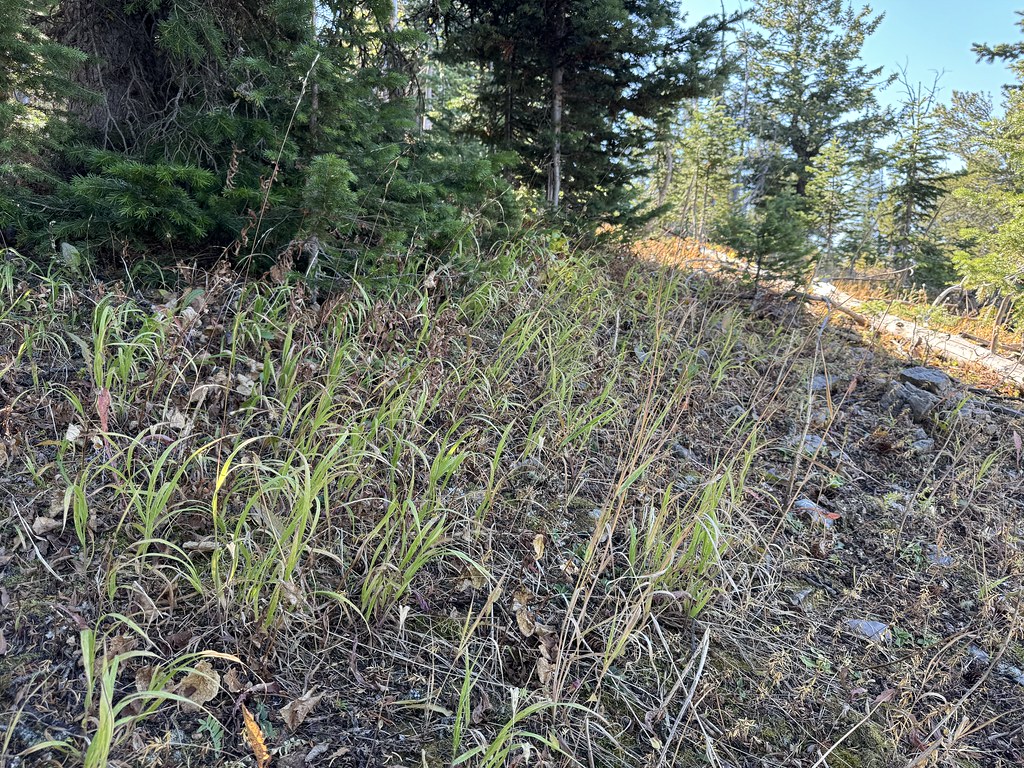New World Gulch