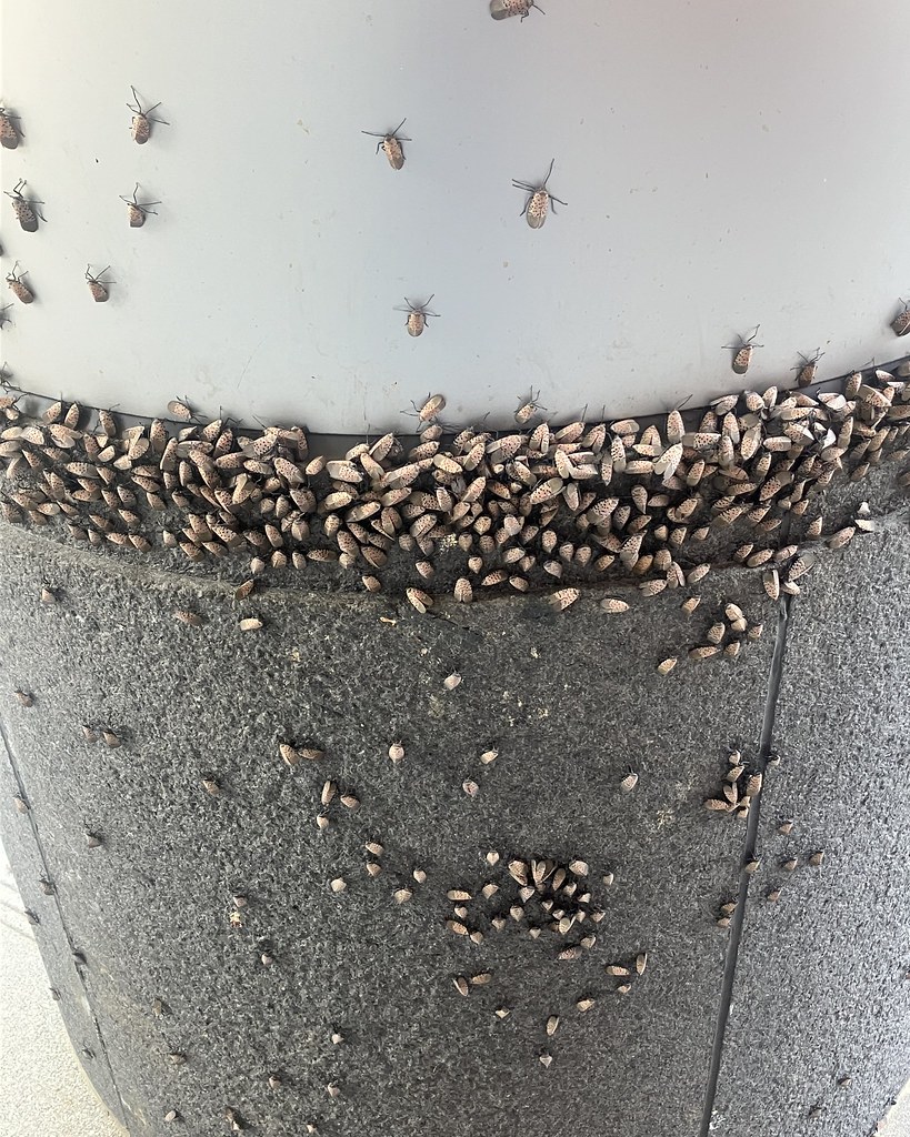 Too Many Insects Way too many spotted lanternflies! | These insects are out o… | Flickr