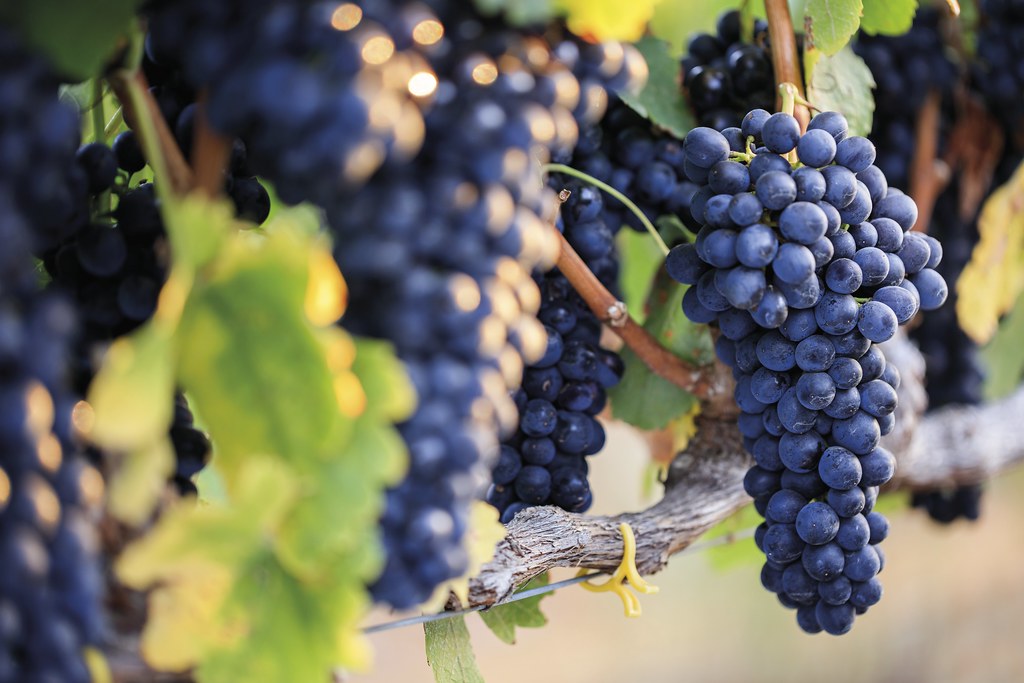 Red wine grapes on vine in vineyard, close-up.