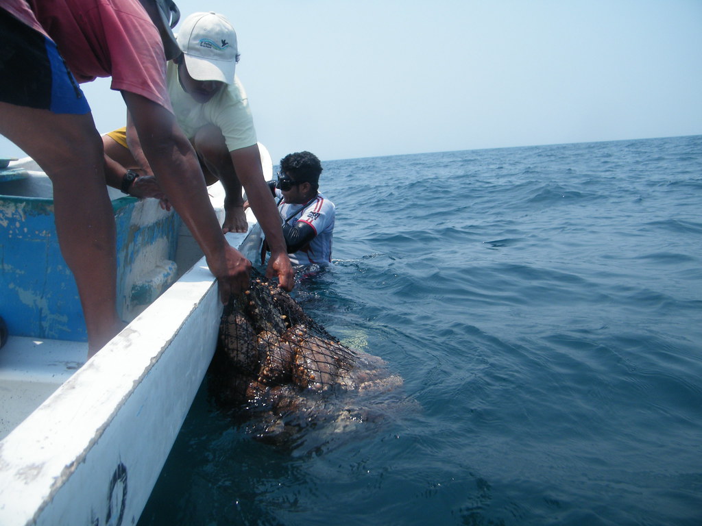 Sea Cucumber Harvesting | Stephen Harold Riggins | Flickr