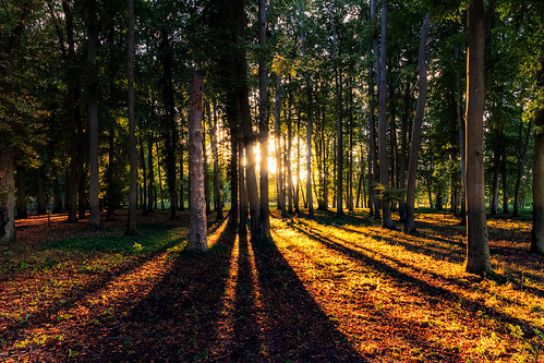 Ludorfer Wald by Alexander Büsgen, wald waldboden forrest bäume trees ludorf mecklenburgvorpommern müritz gegenlicht backlight sonnenun