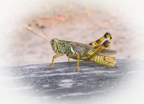 Commerce_Grasshopper L16 | by Yeagerography