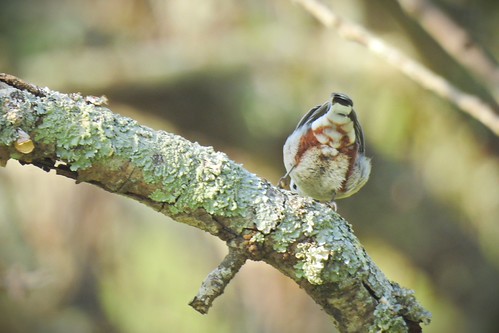 The Eye is Visible: White-breasted Nuthatch | by jarvisshirky