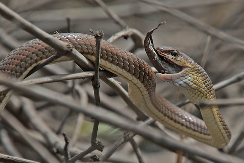 "SMOOTH  SNAKE  CATCHES  A  MUDSKIPPER //  LOOKING  BACK !" | by tom webzell