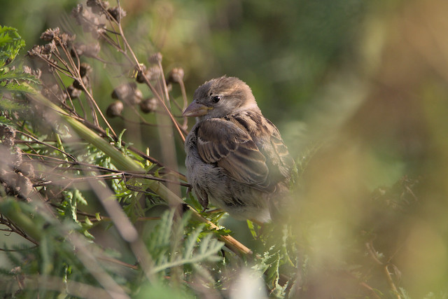 Juvenile house sparrow perched among green shrubs with soft foreground blur and natural daylight.