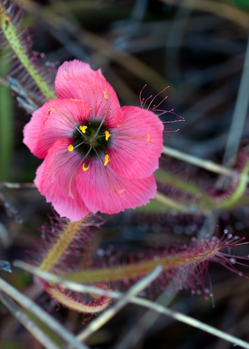Drosera cistiflora 'salmon flower' in habitat near Cederberg Mountain, South Africa | by Brad Wilson, DVM