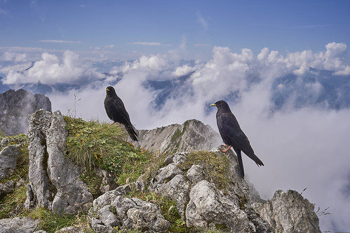 Alpendohlen im Karwendel