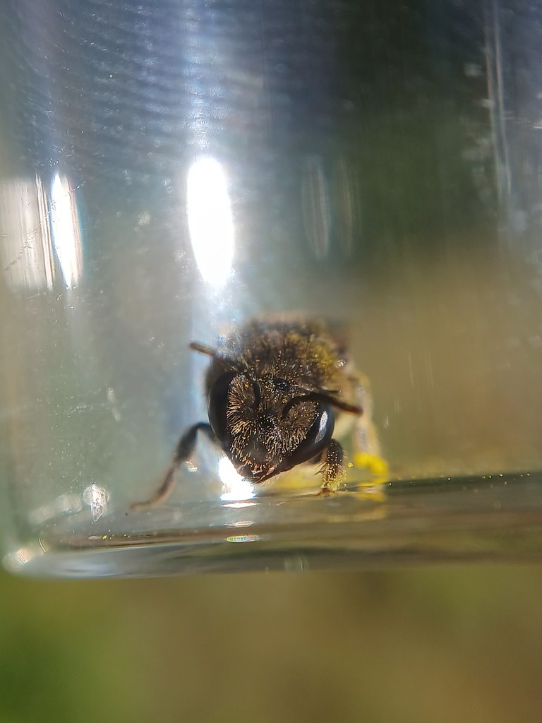 Eastern Spine-shouldered Cellophane Bee (Colletes simulans… | Flickr