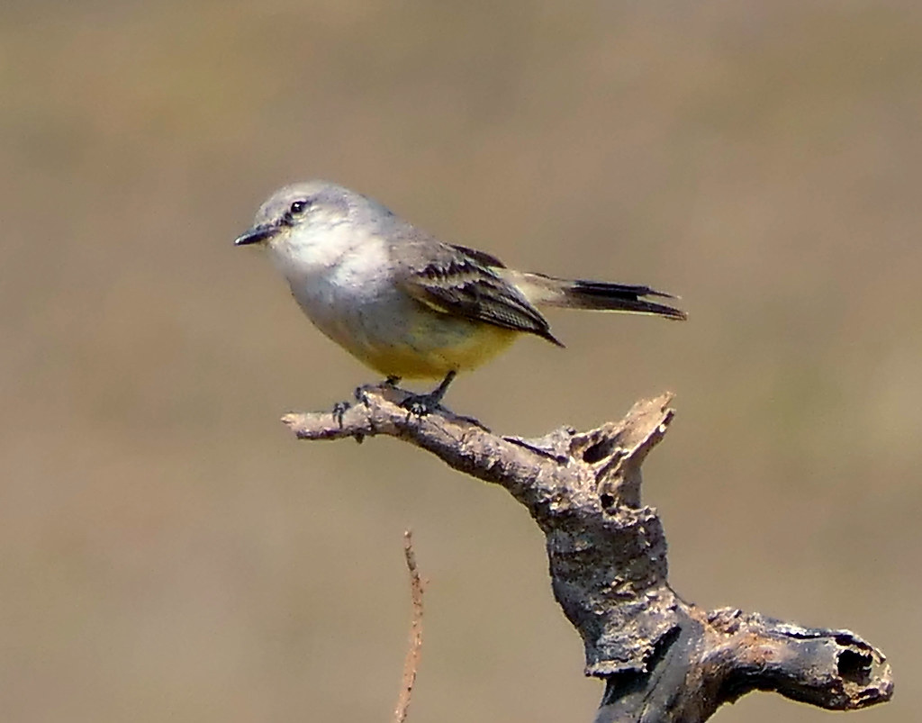 Chapada Flycatcher | Brasil | john w wyberton | Flickr