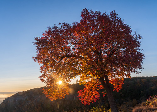 Sunrise Through the Tree by psheehy7, autumn fall landscape newyork sunrise thacherstatepark
