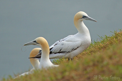 Bempton Cliffs | by SR Photos Torksey
