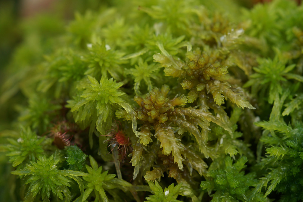 Sphagnum