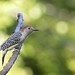 Pic à ventre roux _ Red-bellied Woodpecker