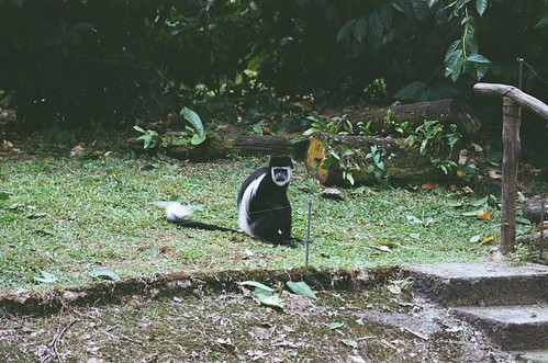 Turning its head