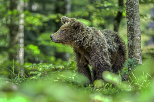 Checking by endrunner, Bear viewing with slovenianbears.comdsc5388dxok