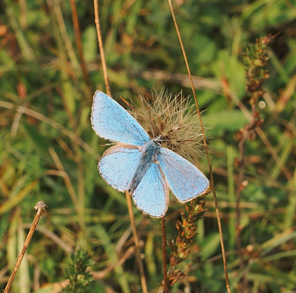 Adonis Blue | Raymond Majrowski | Flickr