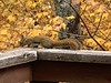 Squirrel on the deck