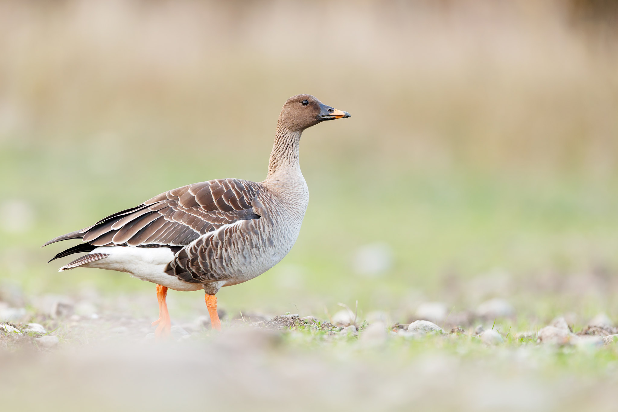 Anser serrirostris | Tundra Bean Goose | tundragås