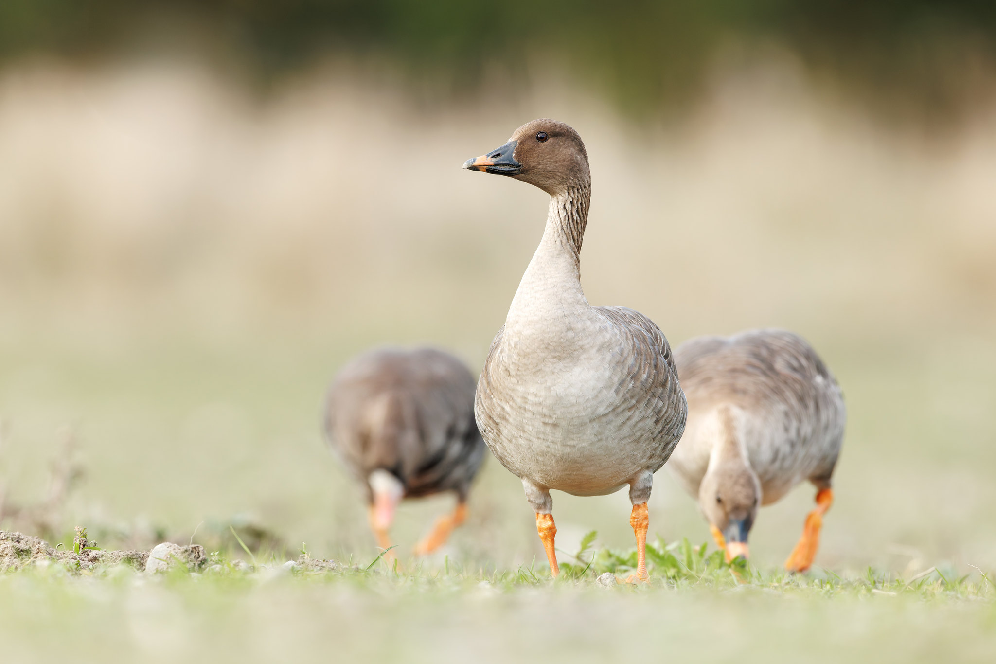 Anser serrirostris | Tundra Bean Goose | tundragås