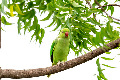 Rose-ringed parakeet by VR Danduprolu, Thanks for the comments. Please don't use this image on websites, blogs or other media without my ex
