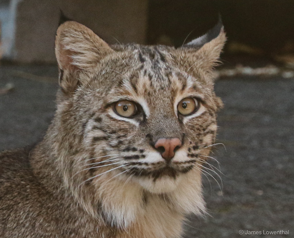 Bobcat | This Bobcat showed up in our neighbor's driveway la… | Flickr