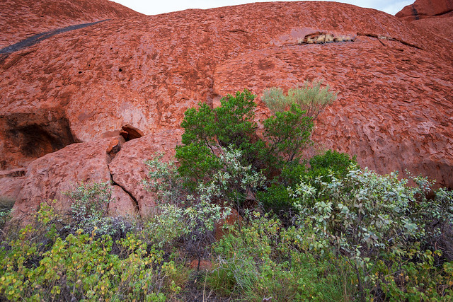 Red Rock Landscape in Australia's Red Centre